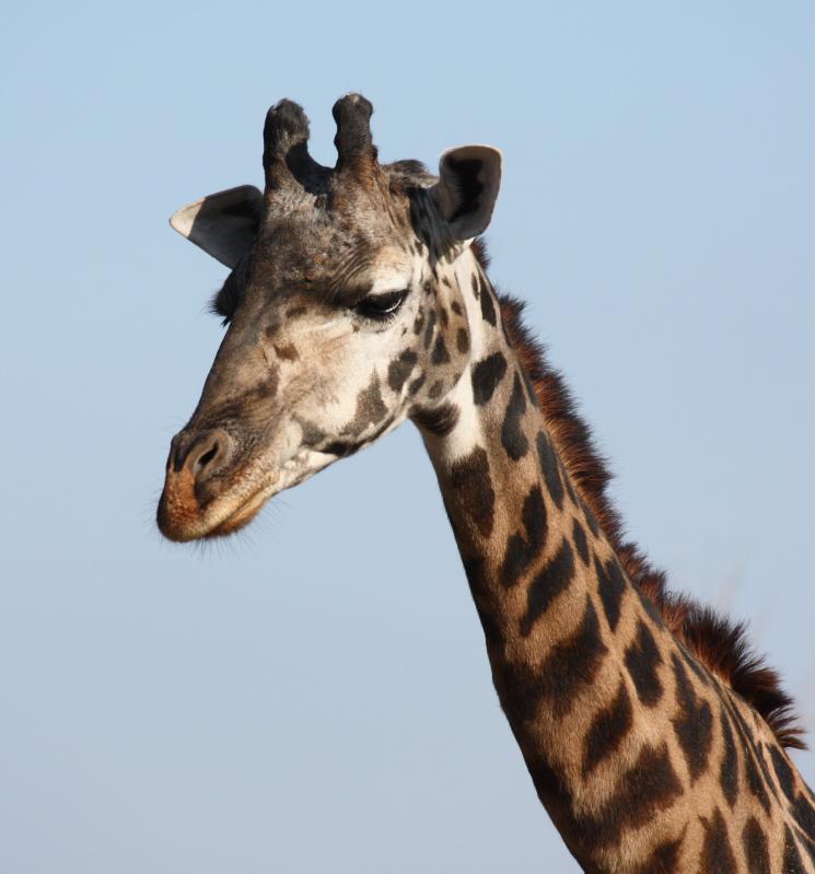 Visit Marwell zoo by Southampton Taxi
